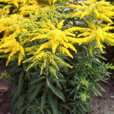 Solidago "Strahlenkrone"