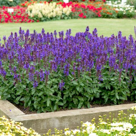 Salvia nemorosa "Blue Marvel"
