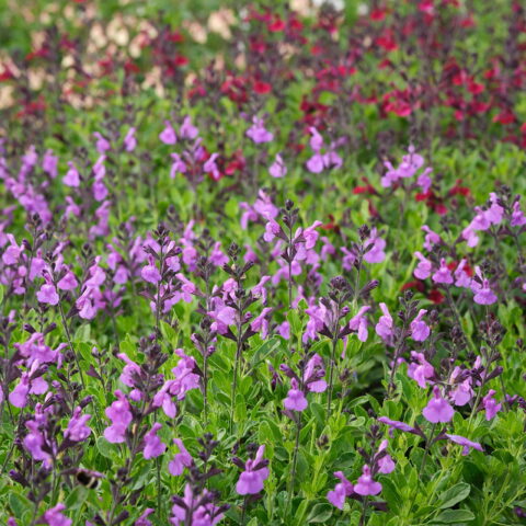 Salvia x jamensis "Magical Loire"