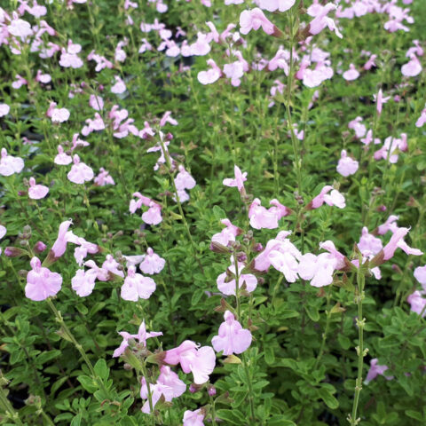 Salvia x jamensis "Magical Orinoco"