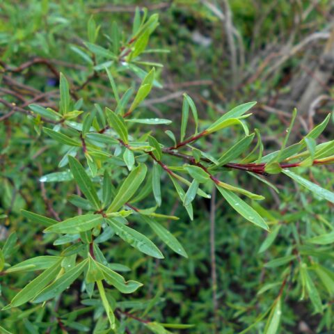 Salix purpurea "Nana"
