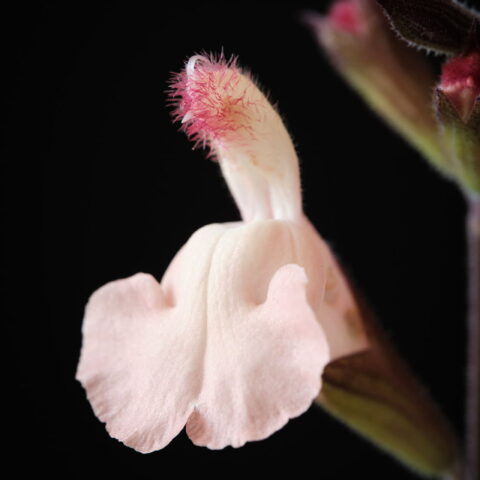 Salvia x jamensis "Magical Rio Grande"