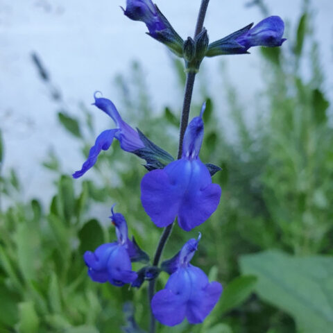 Salvia greggii "Blue Note"