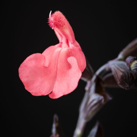 Salvia x jamensis "Magical Amour"