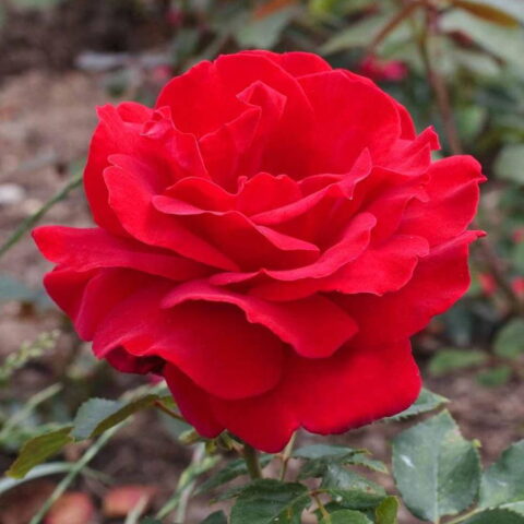 Rosa alberello"Victor Hugo"