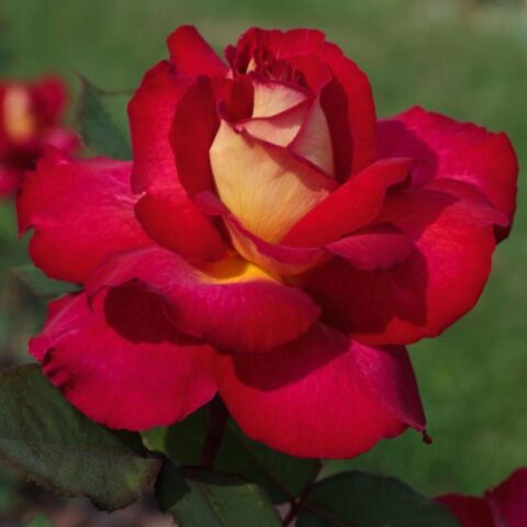 Rosa alberello"Bolcho"