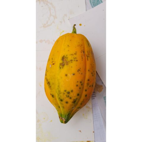 Carica papaya