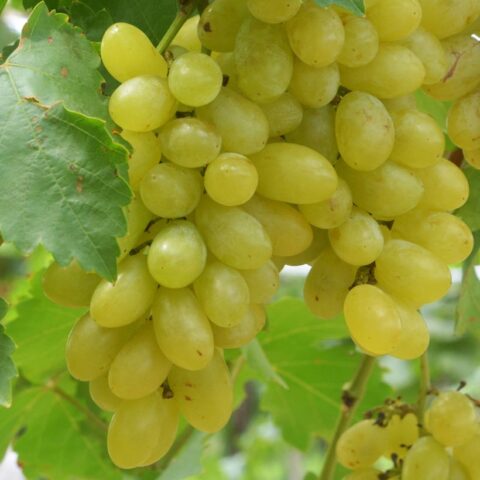 Uva da tavola bianca "Centennial Seedless"