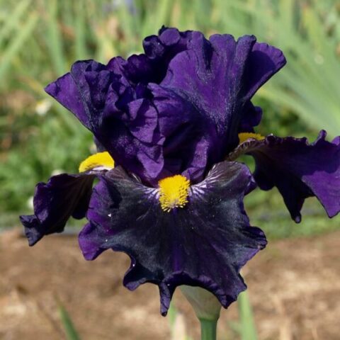 Iris "Lady of the Night"