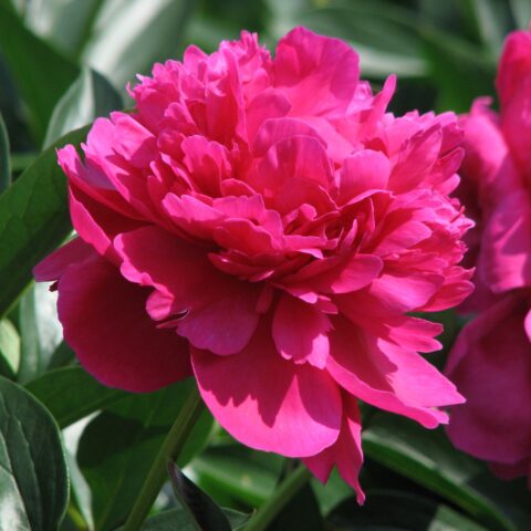 Paeonia lactiflora "Kansas"