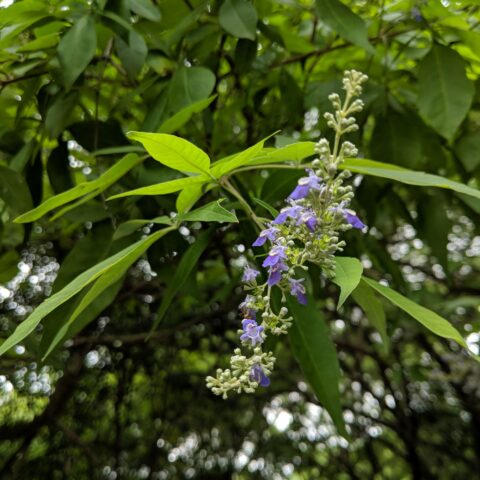 Vitex cannabifolia