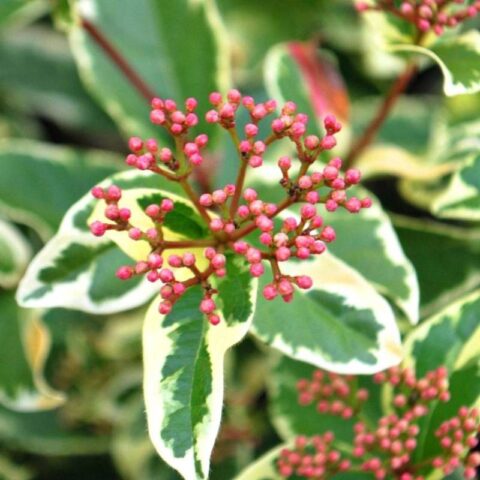 Viburnum tinus "Variegatum"