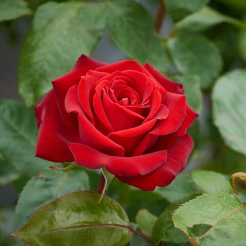 Rosa alberello "Ingrid Bergman"