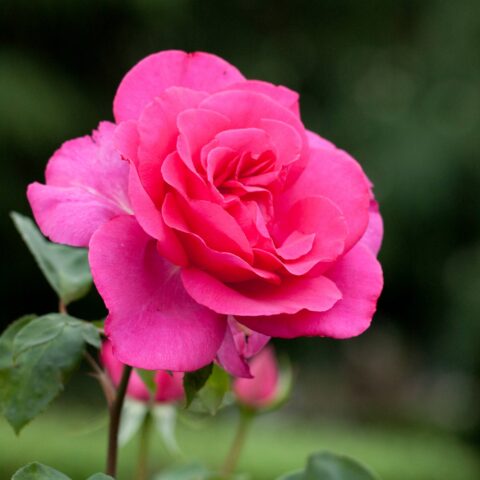 Rosa alberello"Parole"