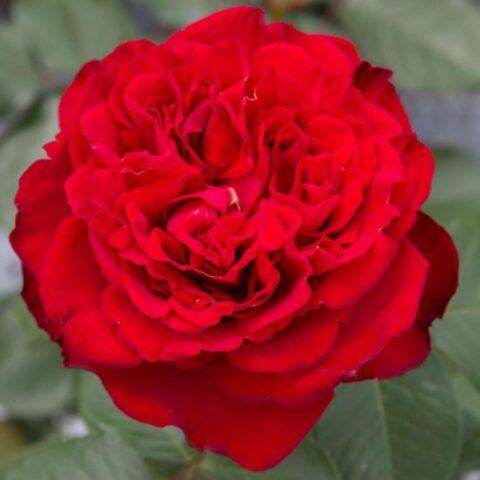 Rosa alberello"Traviata"