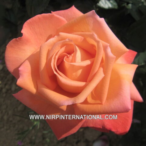 Rosa alberello "Vedette"