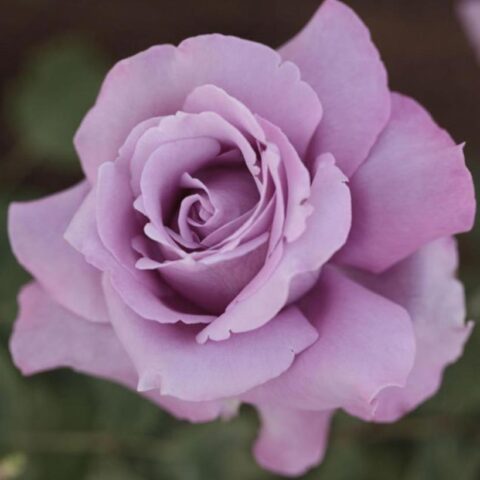 Rosa alberello"Charles de Gaulle"