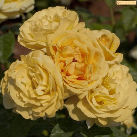 Rosa alberello"Michelangelo"