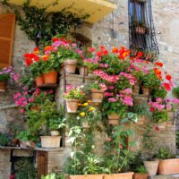Piante da balcone e da patio