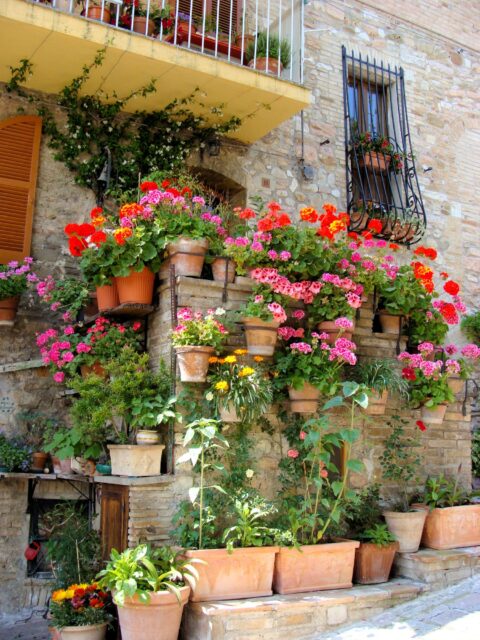 Piante da balcone e da patio