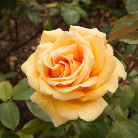 Rosa alberello "Valencia"