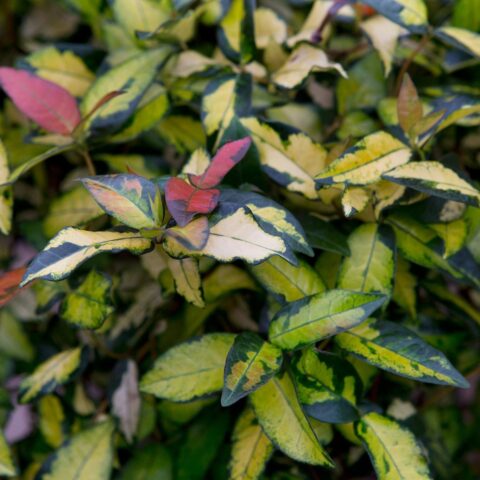 Trachelospermum asiaticum "Ogon Nishiki"