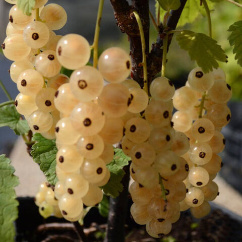 Ribes Bianco "Zitavia"
