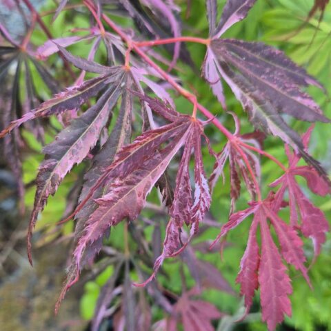 Acer palmatum "Extravaganza"