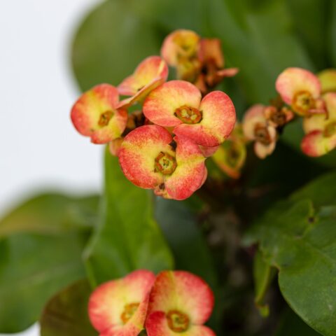 Euphorbia milii "Miliiana Rosata"