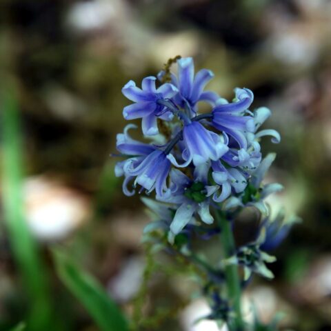 Hyacinthoides hispanica "Blauw"