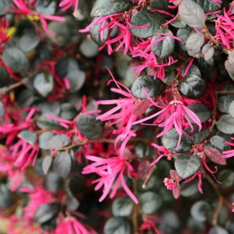 Loropetalum chinense "Tuscan Red"