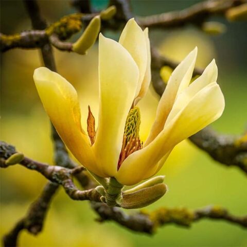 Magnolia acuminata x denudata "Butterflies"