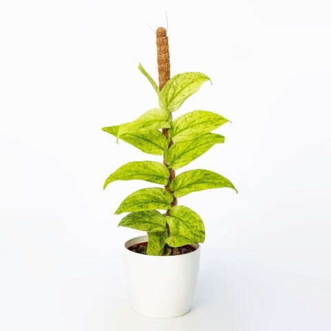 Rhaphidophora korthalsii "Marble Aurea"