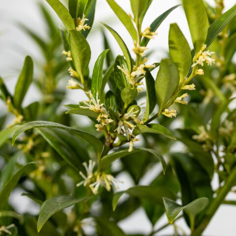 Sarcococca ruscifolia var. chinensis "Dragon Gate"