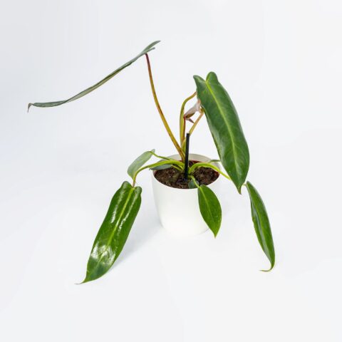 Philodendron spiritus-sancti