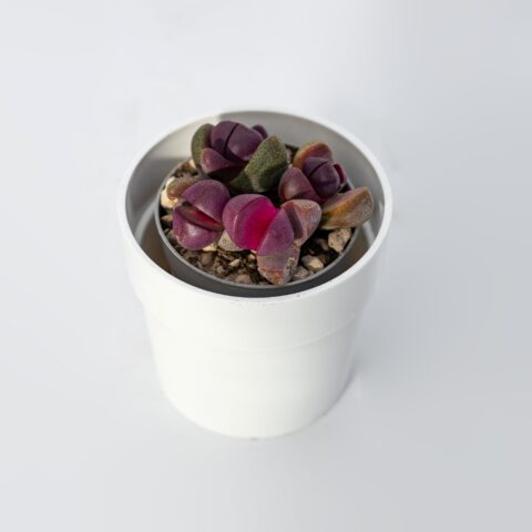 Pleiospilos nelii "Royal Flush"