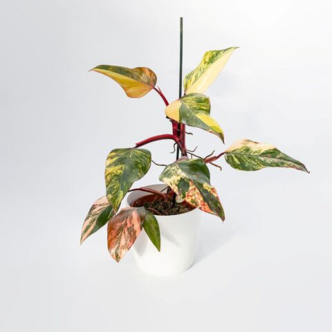 Philodendron "Strawberry Shake"