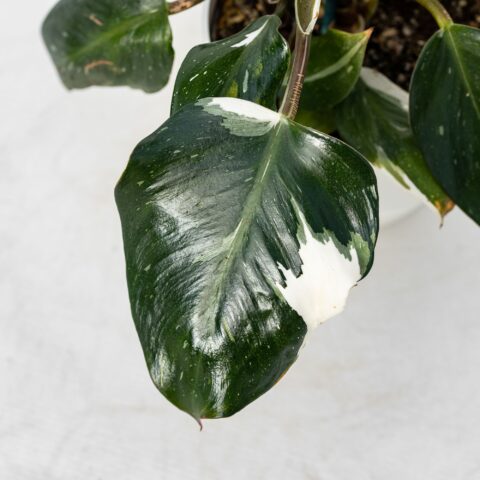 Philodendron "White Knight"