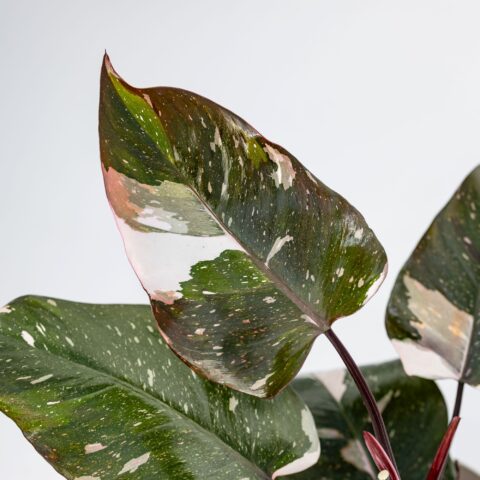 Philodendron "Red Anderson Pink"