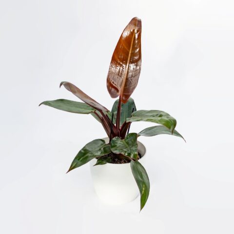 Philodendron "Red Sun"