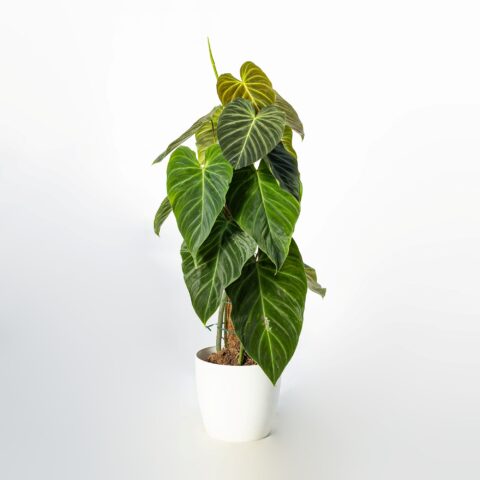 Philodendron "Splendid"