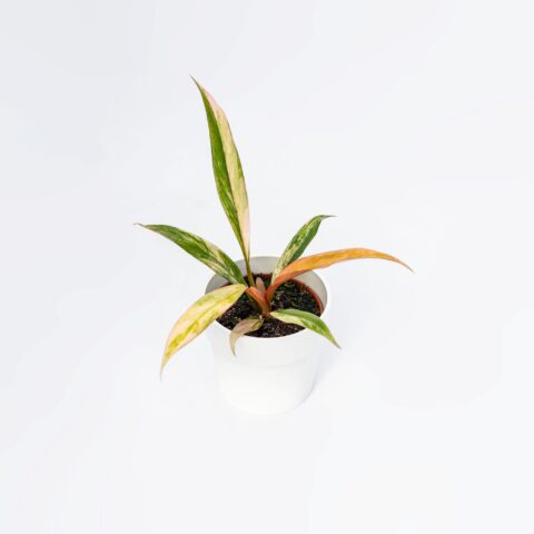 Philodendron "Caramel Marble"
