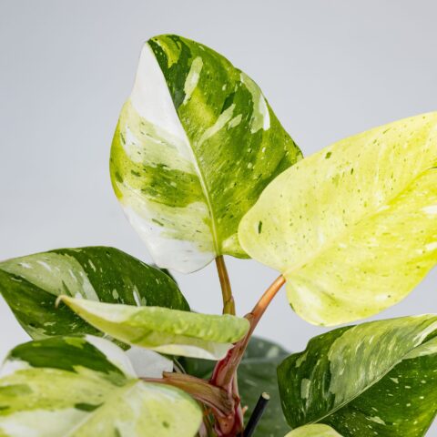 Philodendron "Fresh Aurea"