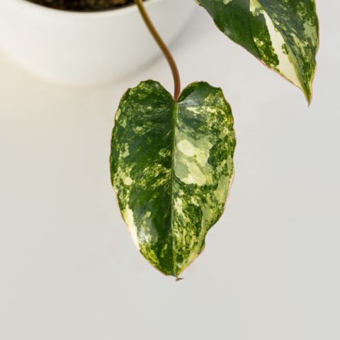 Philodendron burle-marxii "Variegata"