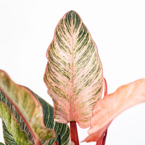 Philodendron "Birkin Pink Bikini"