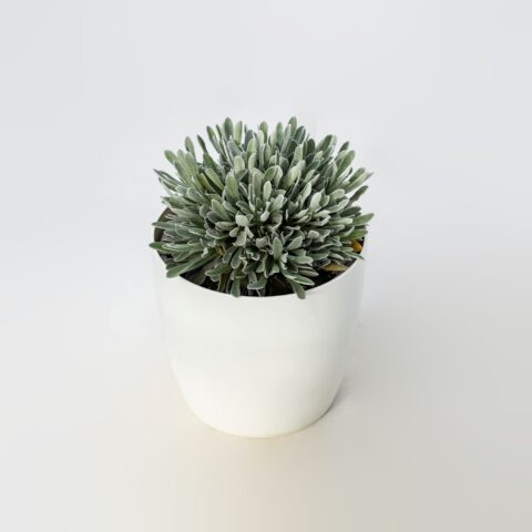 Helichrysum "Red Jewel"