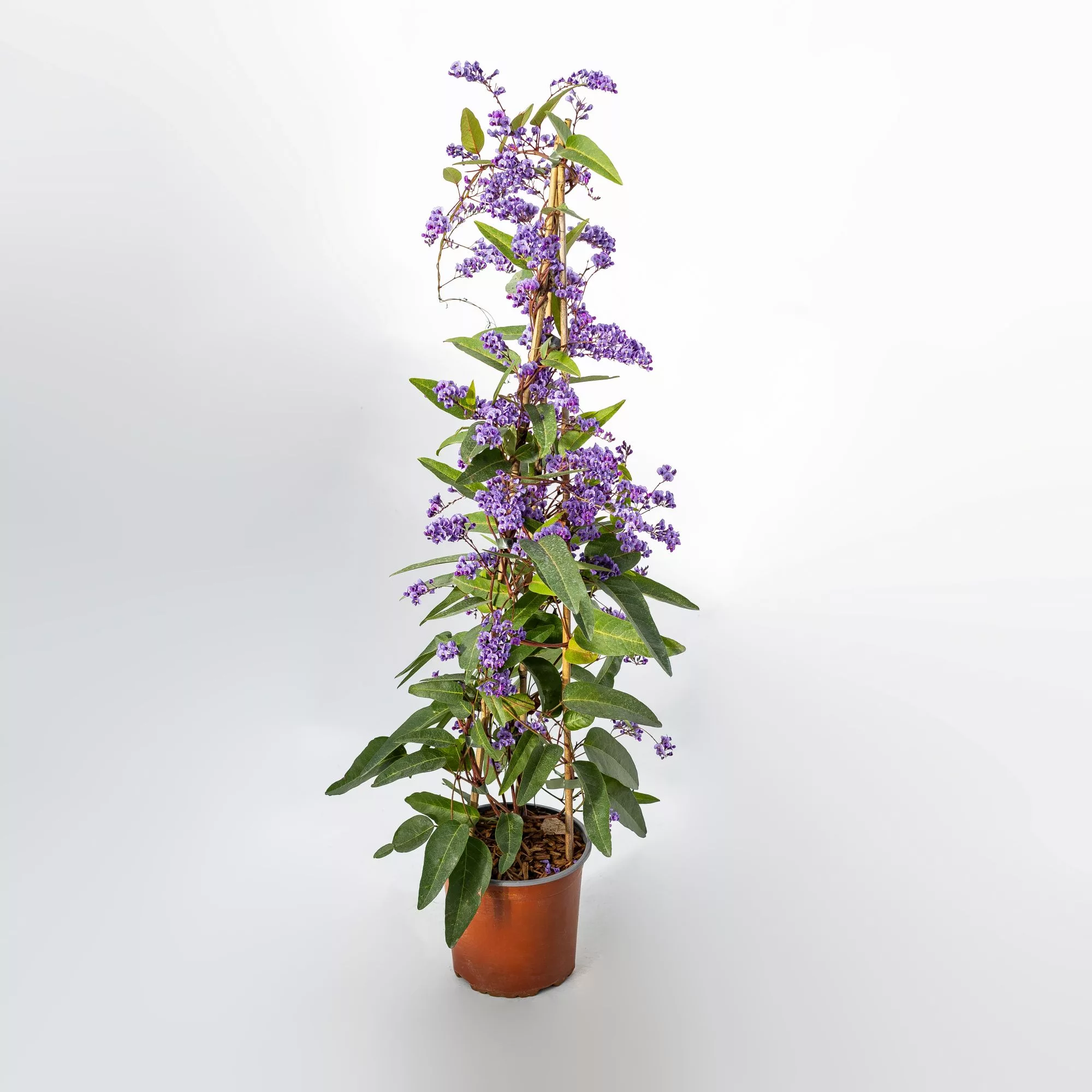 Hardenbergia violacea