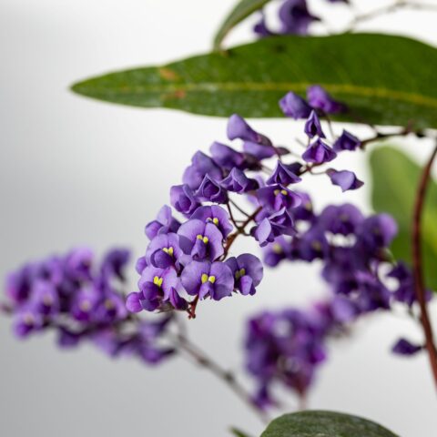 Hardenbergia violacea