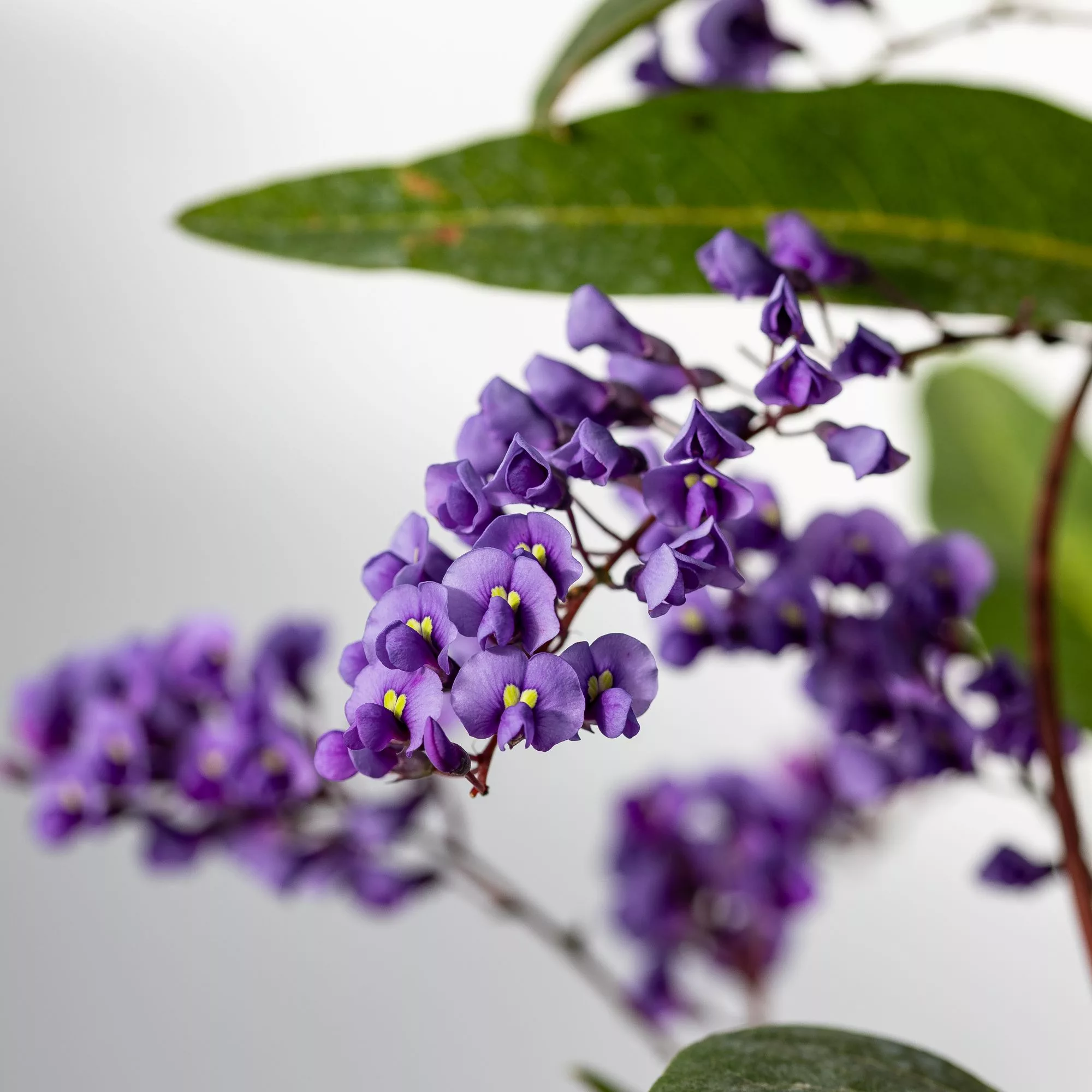 Hardenbergia violacea