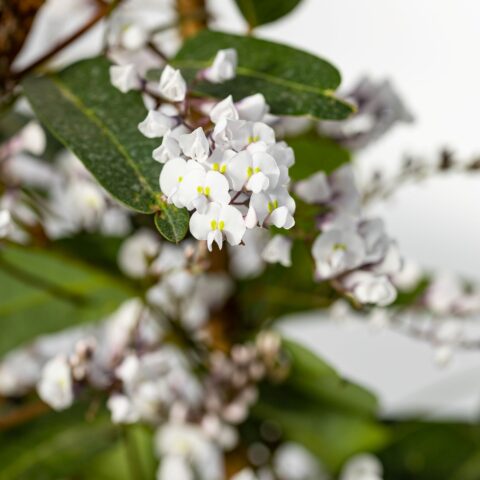 Hardenbergia violacea f. alba
